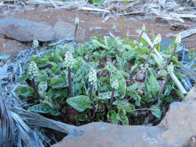 Magiczna Oaza dla Matki Ziemi - Maria Bucardi terapeutka Mistrzyni Magii