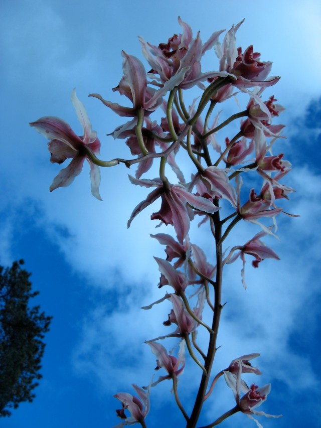 Magiczna Oaza dla Matki Ziemi - Maria Bucardi terapeutka Mistrzyni Magii