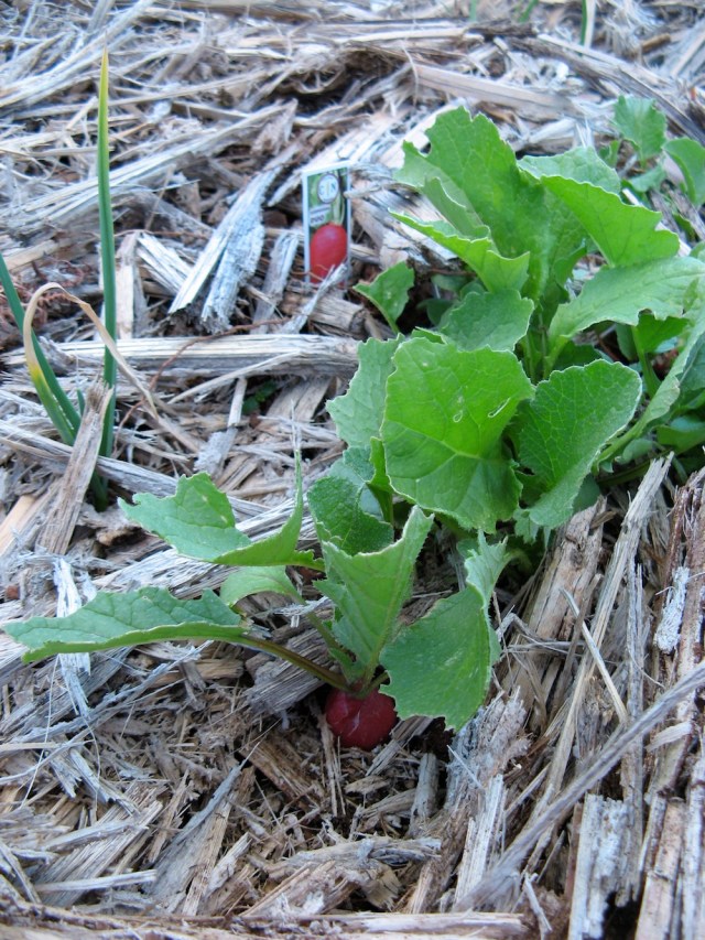 Magiczna Oaza dla Matki Ziemi - Maria Bucardi terapeutka Mistrzyni Magii