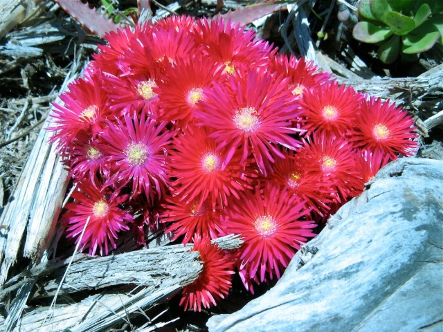 Magiczna Oaza dla Matki Ziemi – Maria Bucardi terapeutka Mistrzyni Magii