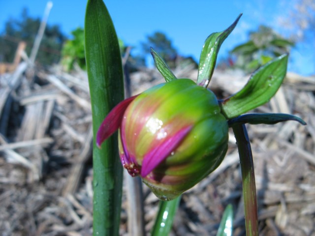 Magiczna Oaza dla Matki Ziemi – Maria Bucardi terapeutka Mistrzyni Magii