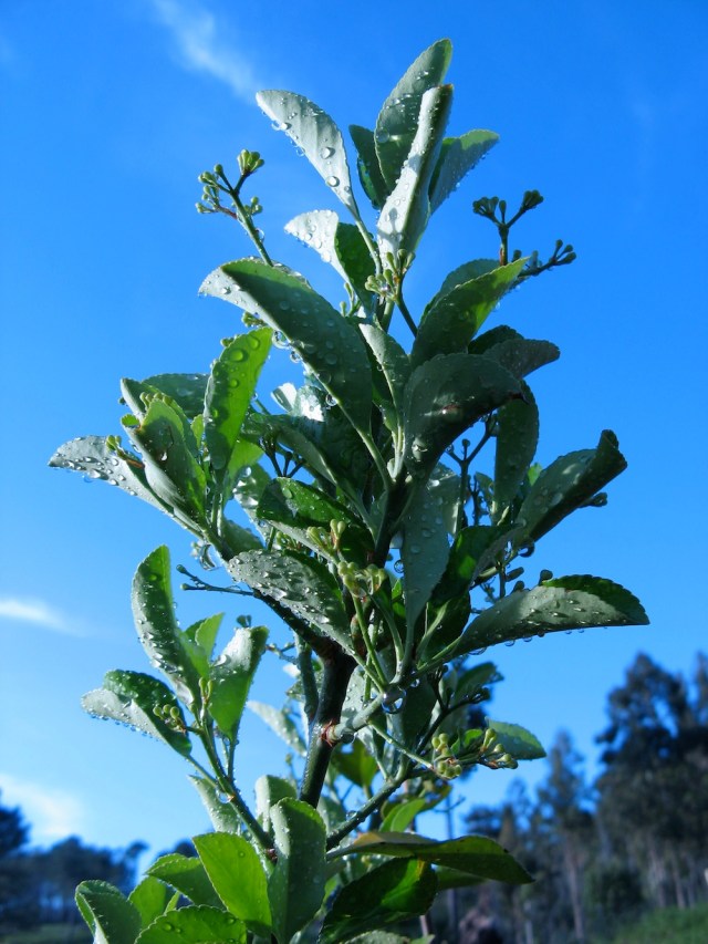 Magiczna Oaza dla Matki Ziemi – Maria Bucardi terapeutka Mistrzyni Magii