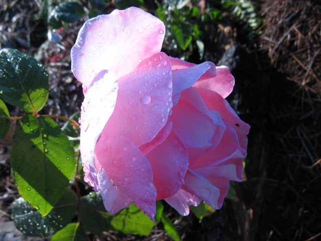 Magiczna Oaza dla Matki Ziemi – Maria Bucardi terapeutka Mistrzyni Magii