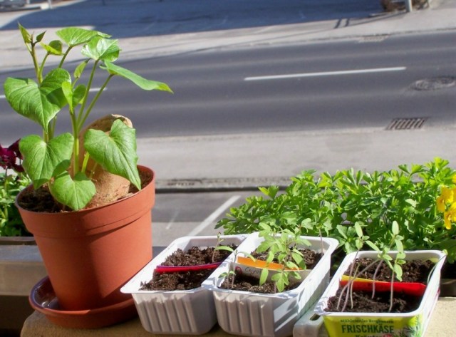 Permakultura Warzywa w miescie na balkonie tak, to mozliwe