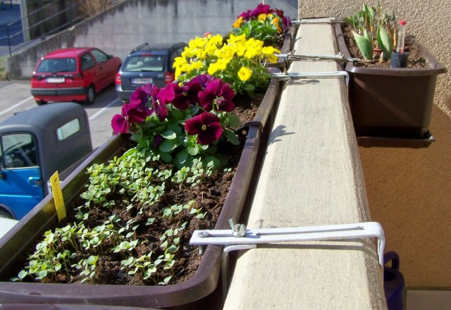 Permakultura Warzywa Kwiaty Owoce w miescie na balkonie, na oknie, na parapecie  -  tak, to mozliwe