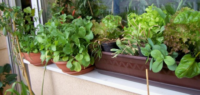 Permakultura Warzywa Kwiaty Owoce w miescie na balkonie, na oknie, na parapecie  -  tak, to mozliwe