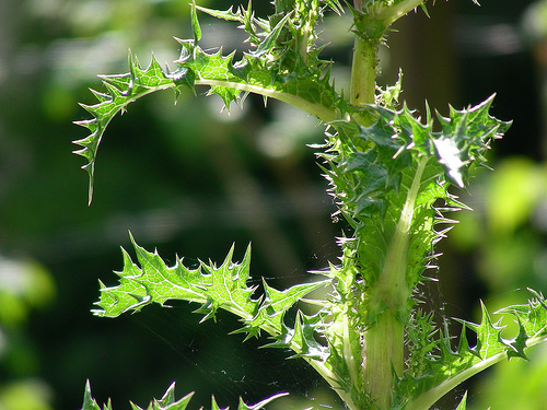 Mlecz - na salatki weganskie surowe - Blog Marii Bucardi