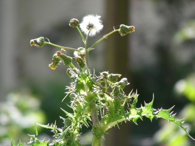 Mlecz - na salatki weganskie surowe - Blog Marii Bucardi