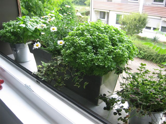 Permakultura Warzywa w miescie na balkonie tak, to mozliwe