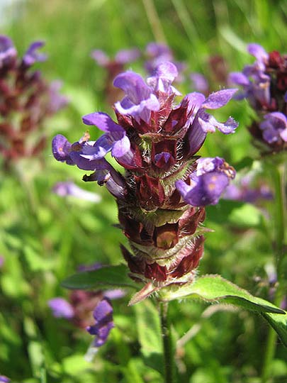 Głowienka pospolita - ziolo jadalne - Blog Marii Bucardi