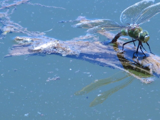 Nowa mieszkanka Magicznej Oazy wrozki Marii Bucardi