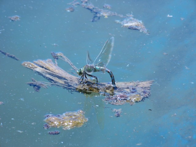 Nowa mieszkanka Magicznej Oazy wrozki Marii Bucardi