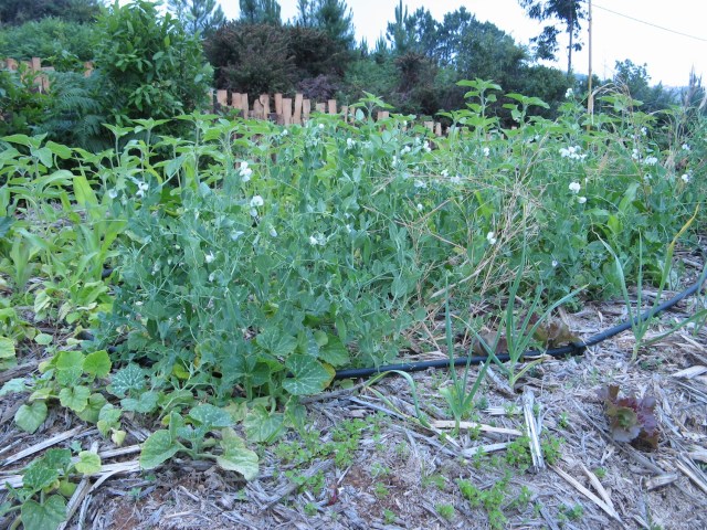 Magiczna Oaza Marii Bucardi wrozki terapeutki weganki
