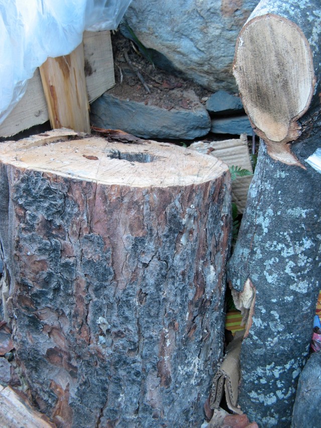 Posadzone grzyby - Magiczna Oaza Marii Bucardi wrozki terapeutki weganki