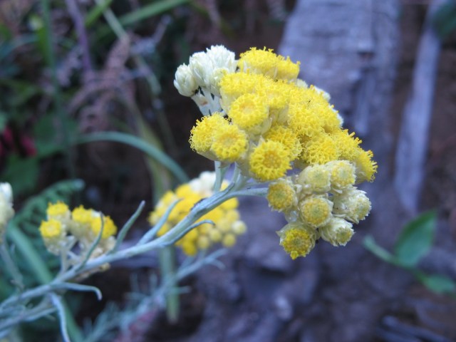 Magiczna Oaza Marii Bucardi wrozki terapeutki weganki