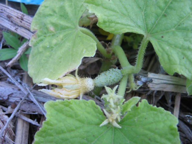 Magiczna Oaza Marii Bucardi wrozki terapeutki weganki