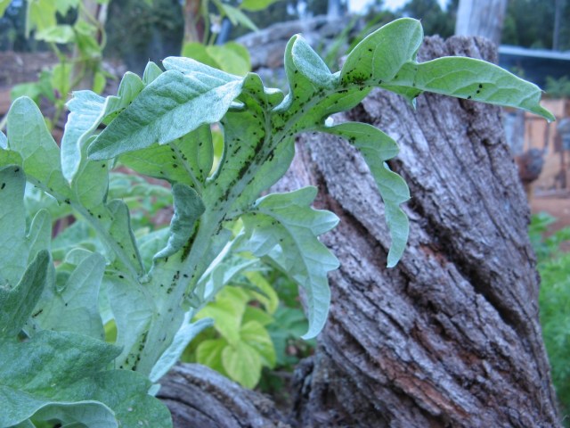 Magiczna Oaza Marii Bucardi wrozki terapeutki weganki