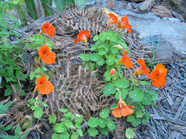 Magiczna Oaza Marii Bucardi wrozki terapeutki weganki