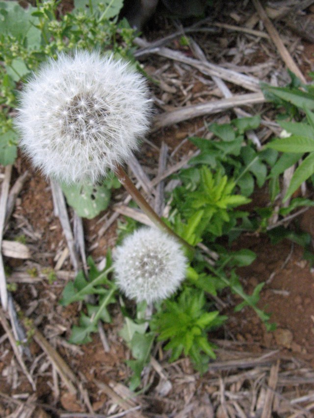 Mlecz z Polski - Magiczna Oaza Marii Bucardi