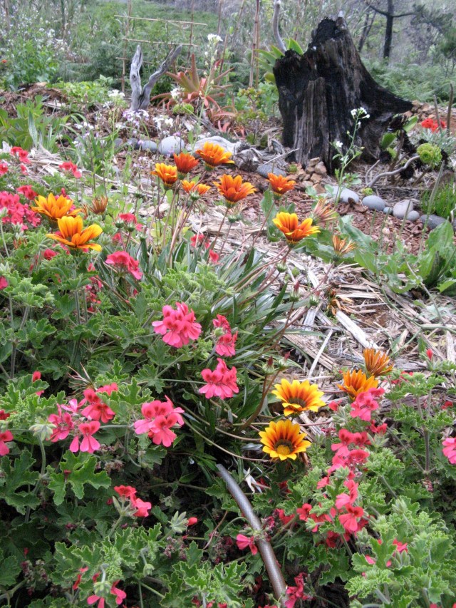 Magiczna Oaza Marii Bucardi