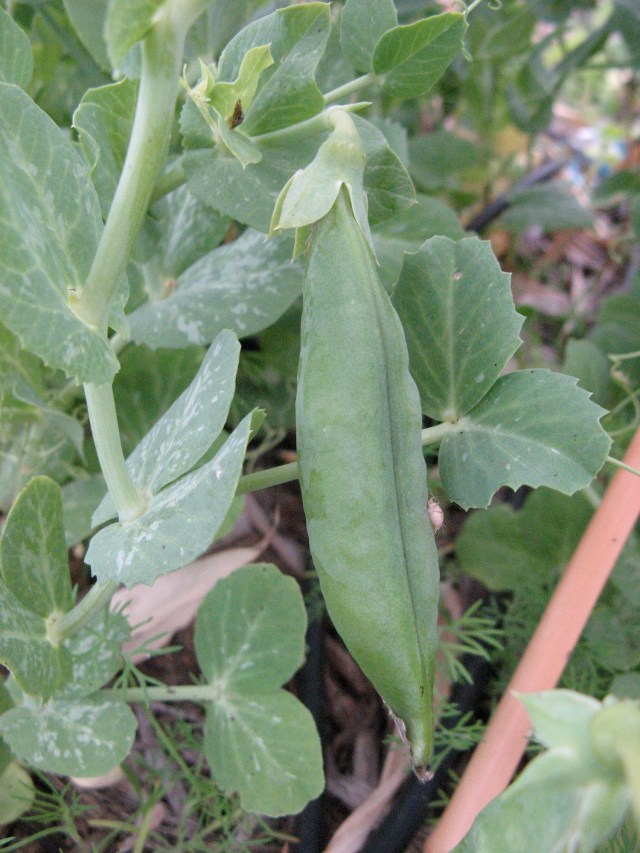 Magiczna Oaza Marii Bucardi