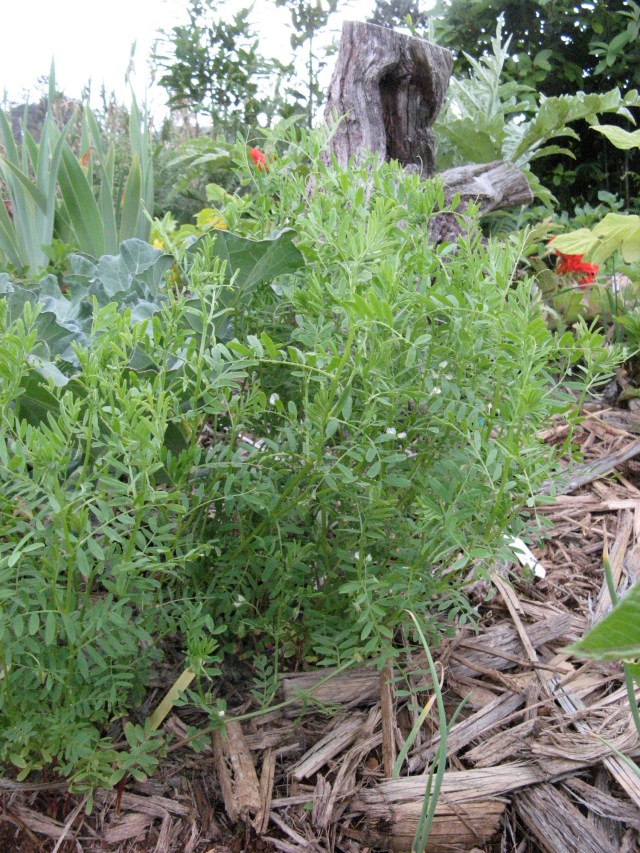 Magiczna Oaza Marii Bucardi