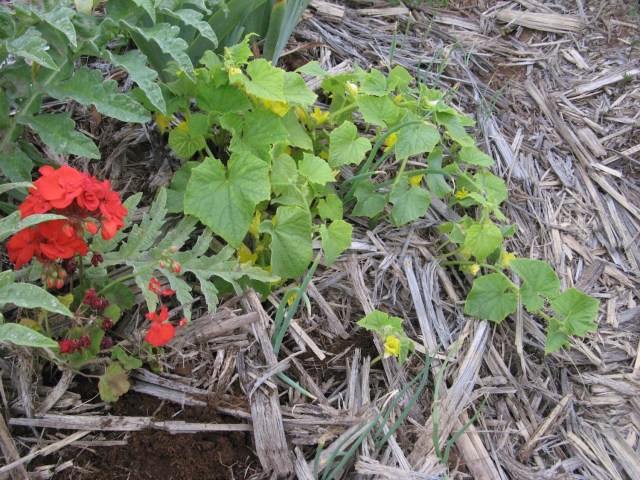 Magiczna Oaza Marii Bucardi