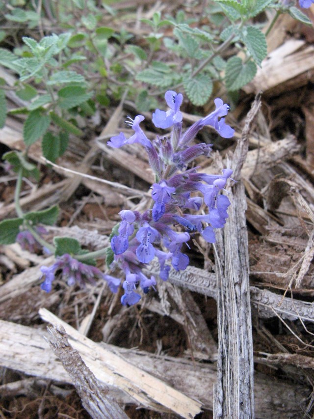 Magiczna Oaza Marii Bucardi