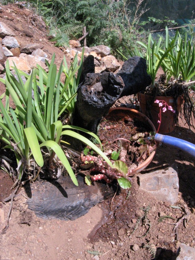 Magiczna Oaza czyli weganska permakultura Marii Bucardi