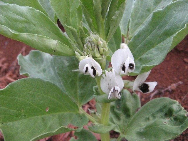 Kwitnacy bob w Magicznej Oazie - ogrod Marii Bucardi