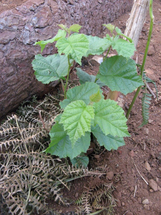 Magiczna Oaza Marii Bucardi