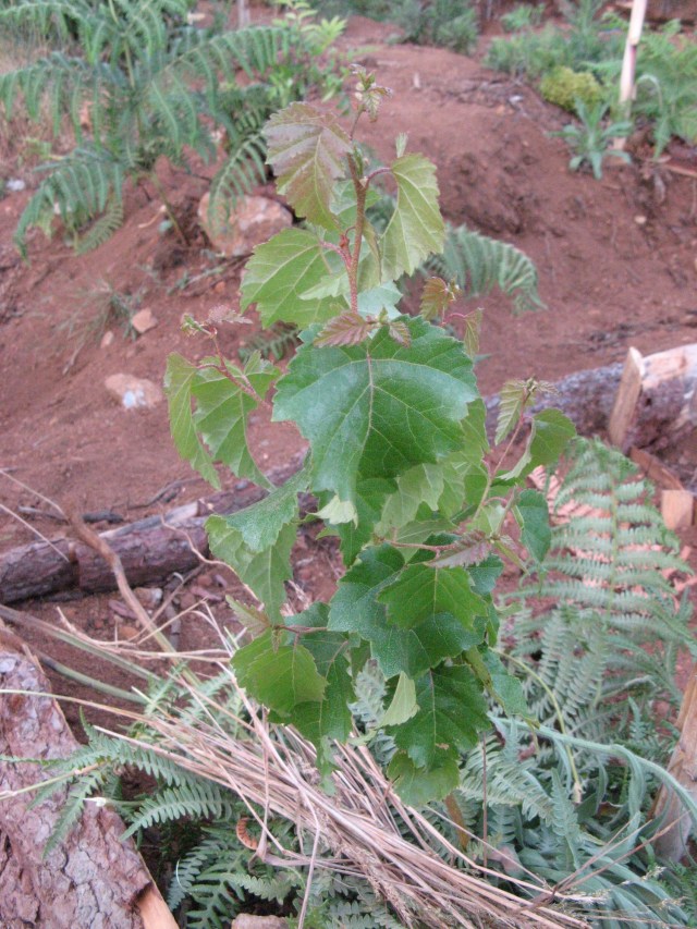 Brzoza - Magiczna Oaza Marii Bucardi