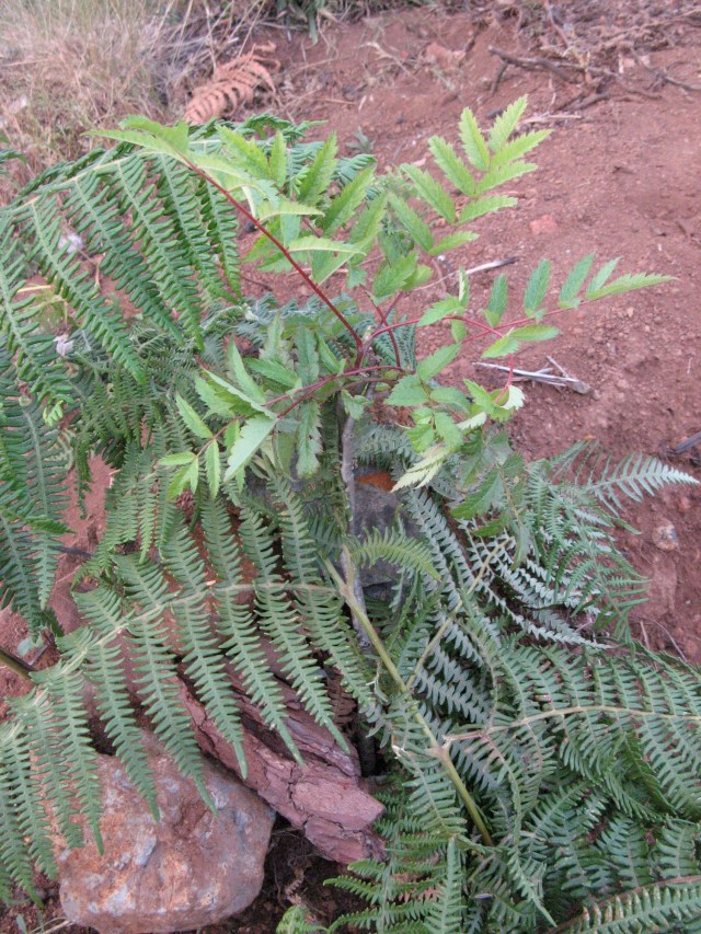 Jarzebina - Magiczna Oaza Marii Bucardi