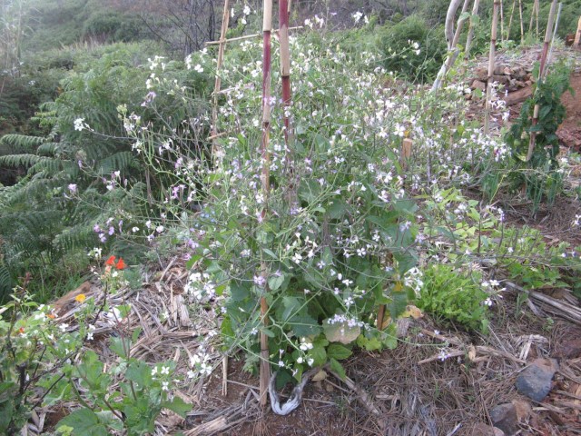 Rzodkiew szczurzy ogon o ktorej pisalam wyzej - Magiczna Oaza Marii Bucardi