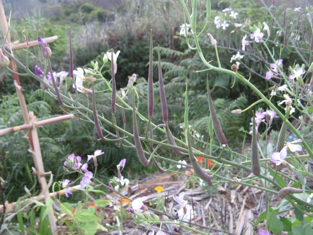 Rzodkiew szczurzy ogon o ktorej pisalam wyzej - Magiczna Oaza Permakultura Marii Bucardi