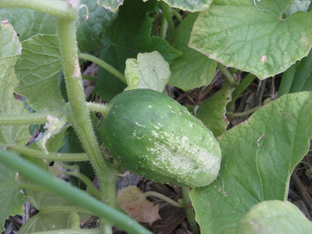 Ogorek -   Magiczna Oaza Marii Bucardi