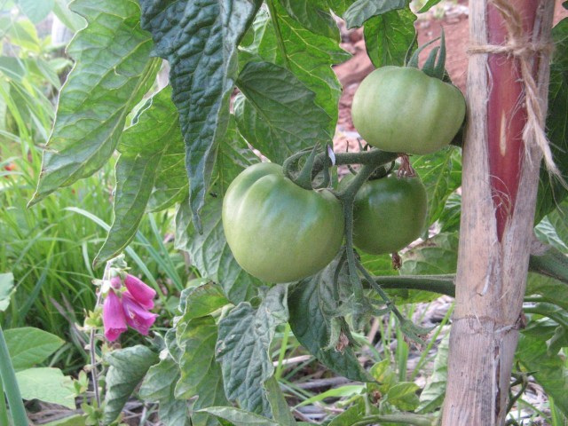 Pomidory - Magiczna Oaza Permakultura Marii Bucardi