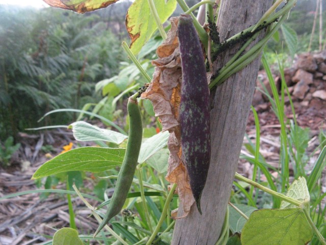 Fasola - Magiczna Oaza Permakultura Ogrod BEZ Chemii ekologiczny Marii Bucardi