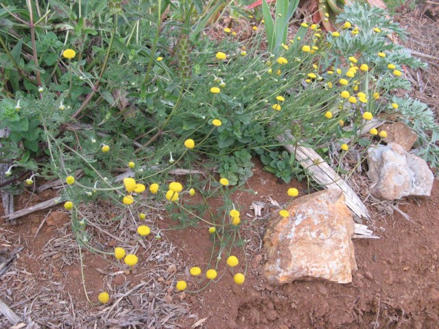 Odmiana rumianku -  Magiczna Oaza Marii Bucardi