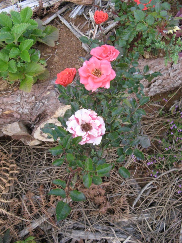 Roze - Magiczna Oaza Marii Bucardi