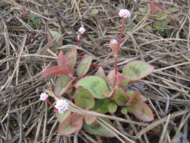 Rdest jadalny - Magiczna Oaza Marii Bucardi