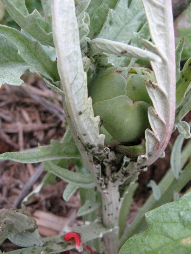 Karczoch - Magiczna Oaza Marii Bucardi