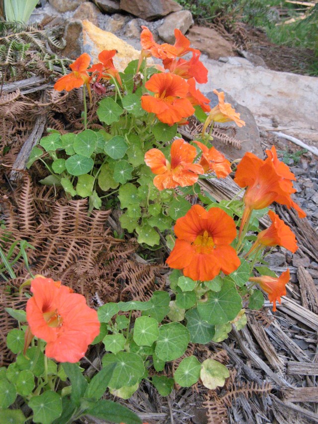 Nasturcje - Magiczna Oaza Permakultura Ogrod BEZ Chemii ekologiczny Marii Bucardi