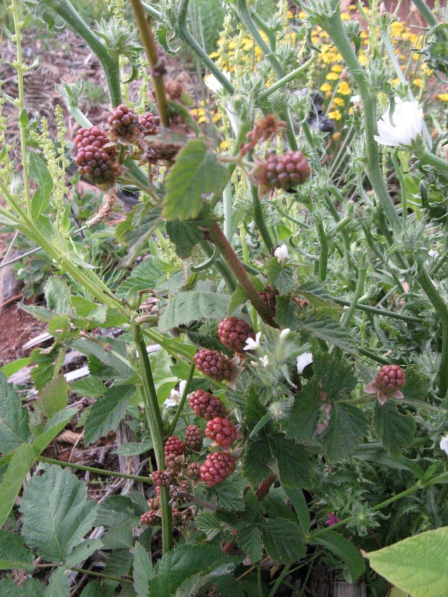 Jezyna - Magiczna Oaza Permakultura Ogrod BEZ Chemii ekologiczny Marii Bucardi