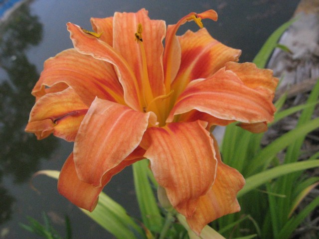 Liliowce - Magiczna Oaza Marii Bucardi