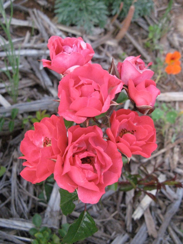 Roze - Magiczna Oaza Marii Bucardi