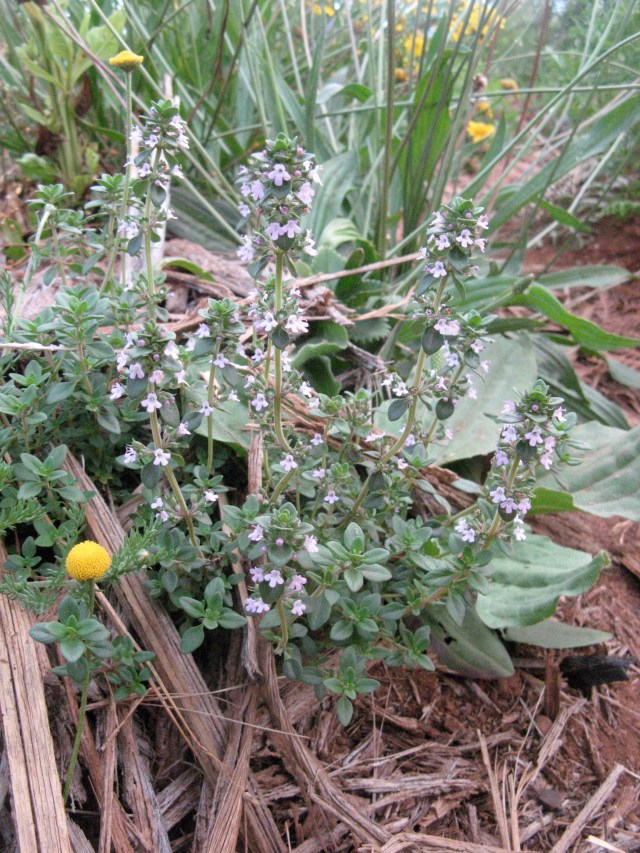 Magiczna Oaza Marii Bucardi