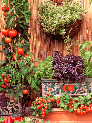 Permakultura Warzywa Kwiaty Owoce w miescie na balkonie, na oknie, na parapecie  -  tak, to mozliwe