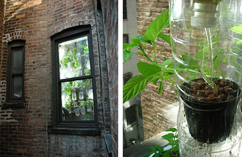 Permakultura Warzywa Kwiaty Owoce w miescie na balkonie, na oknie, na parapecie  -  tak, to mozliwe