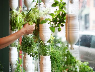 Permakultura Warzywa Kwiaty Owoce w miescie na balkonie, na oknie, na parapecie  -  tak, to mozliwe